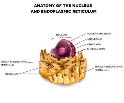 Cell Nucleus and Endoplasmic reticulum Stock Illustration