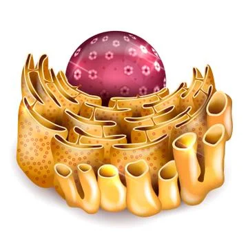 Cell Nucleus and Endoplasmic reticulum Stock Illustration