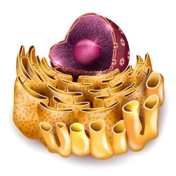 Cell Nucleus and Endoplasmic reticulum Stock Illustration
