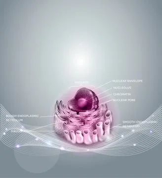 Cell Nucleus and Endoplasmic reticulum Stock Illustration