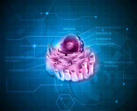 Cell Nucleus and Endoplasmic reticulum Stock Illustration
