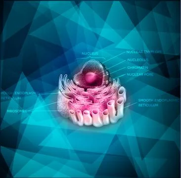 Cell Nucleus and Endoplasmic reticulum Illustrazione stock