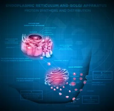 Cell Nucleus and Endoplasmic reticulum Stock Illustration