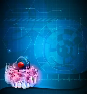 Cell Nucleus and Endoplasmic reticulum Stock Illustration