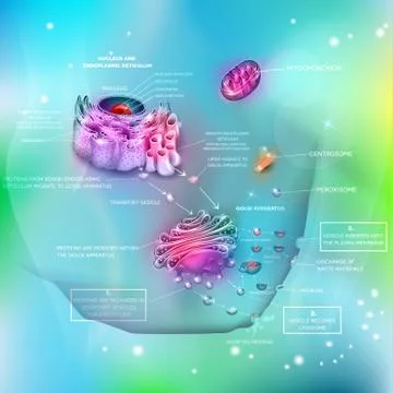 Cell Nucleus and Endoplasmic reticulum Stock Illustration