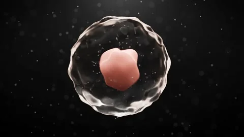 Cell with nucleus - Loop Stock Footage 165470156