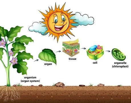 Cell organisation in plants Stock Illustration