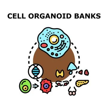 Cell organoid banking developing human tissue models Ilustración de archivo