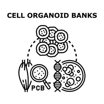 Cell organoid banking developing medical research and precision medicine Stock Illustration