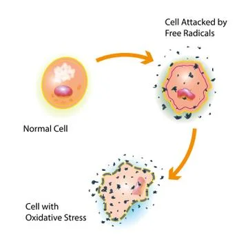 Cell Oxidative Stress Stock-Illustration