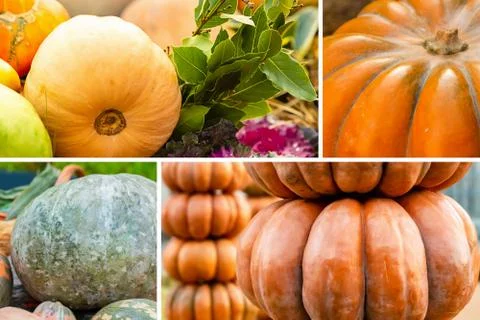 Cell pattern set vegetable pumpkin large, laurel branch green and ornamental Foto stock