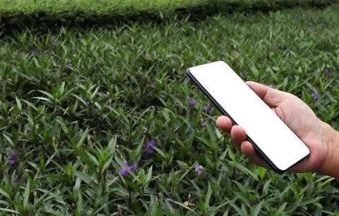 Cell phone blank white screen mockup. Man using smart phone.  Stock Photos