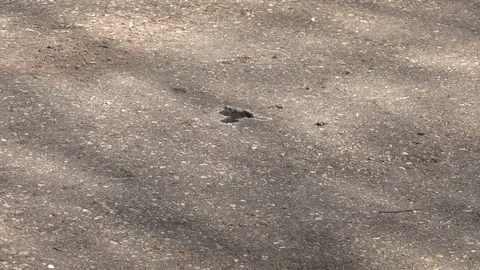 Cell phone falling on asphalt Stock Footage 87781788