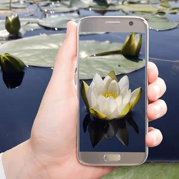 Cell phone in the hands of a man taking a photo shot of a flower Stock Photos