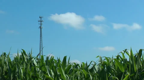 Cell phone tower over cornfield Stock Footage 25580674