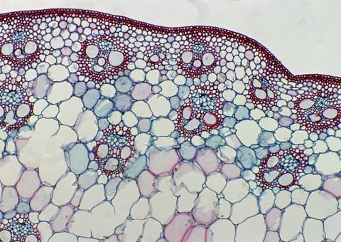 Cell Stock Photos