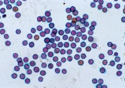 Cell Stock Photos