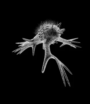 Cell with pseudopodia, artwork Stock Illustration