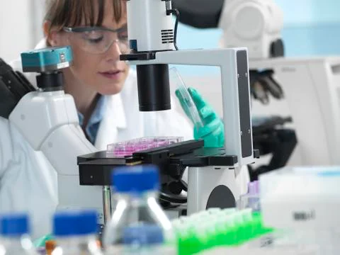 Cell Research, scientist looking at cell samples under inverted microscope in Stock Photos