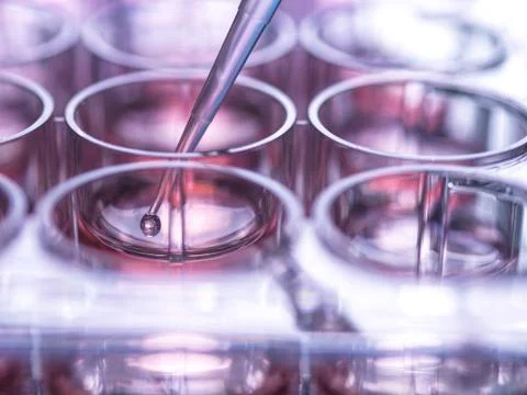 Cell sample being pipetted into multi well plate containing growth medium in 写真素材
