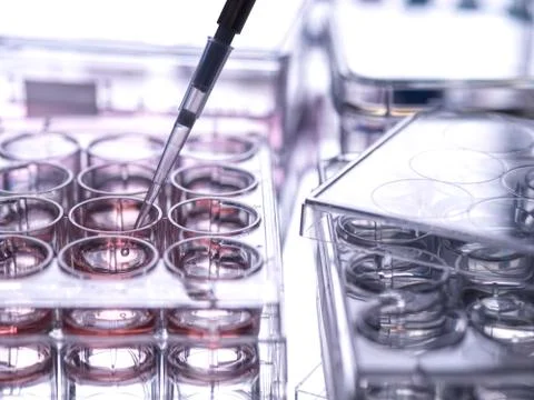Cell sample being pipetted into multi well plate containing growth medium in 写真素材