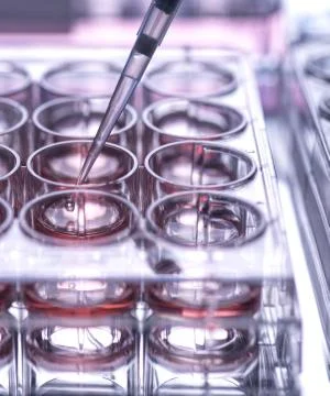 Cell sample being pipetted into multi well plate containing growth medium in 写真素材