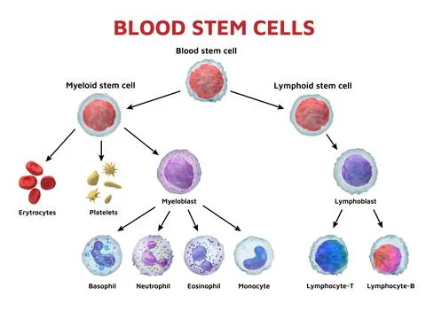 Cell stem. Blood body type. Myeloid lymphoblast and lymphocyte for anatomy Stock Illustration