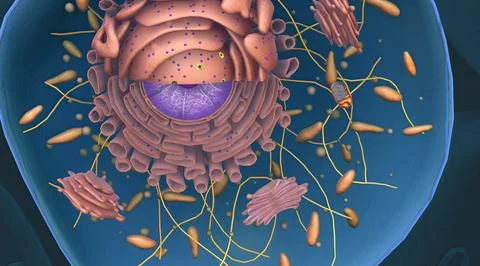 Cell Structure and Functions, Cell Organelles 스톡 일러스트