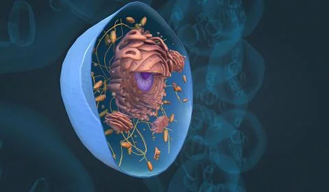 Cell Structure and Functions, Cell Organelles Stock Illustration