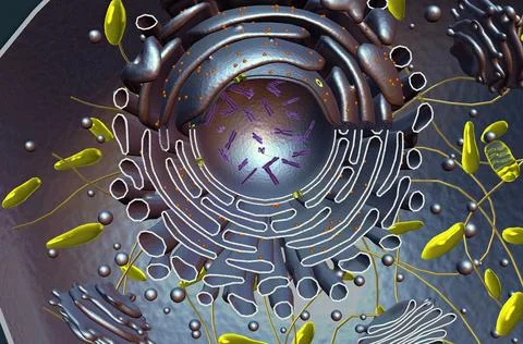 Cell Structure and Functions, Cell Organelles Illustrazione stock