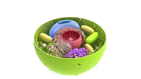 Cell structure 動画素材 201813560