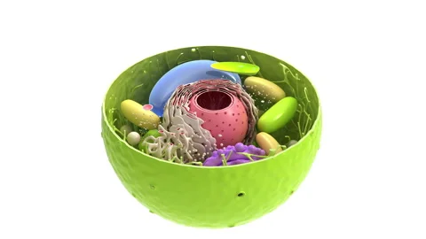 Cell structure 動画素材 201813573