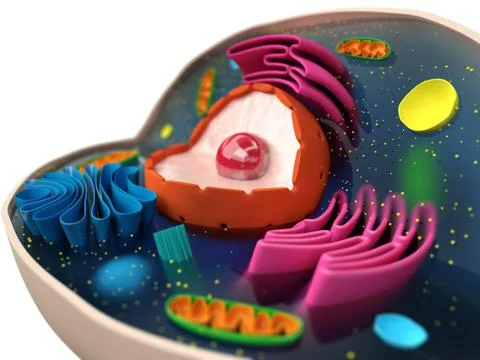 Cell structure Stock Illustration