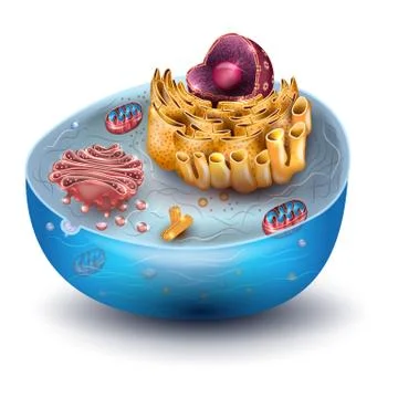 Cell structure Stock Illustration
