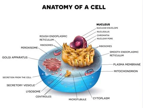 Cell structure Illustrazione stock