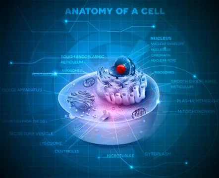 Cell structure Stock Illustration
