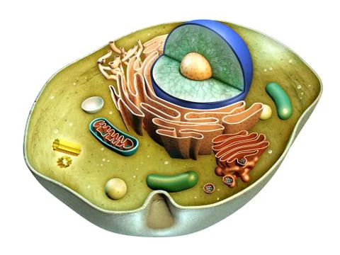 Cell structure 스톡 일러스트