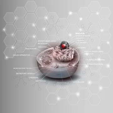 Cell structure Stock Illustration