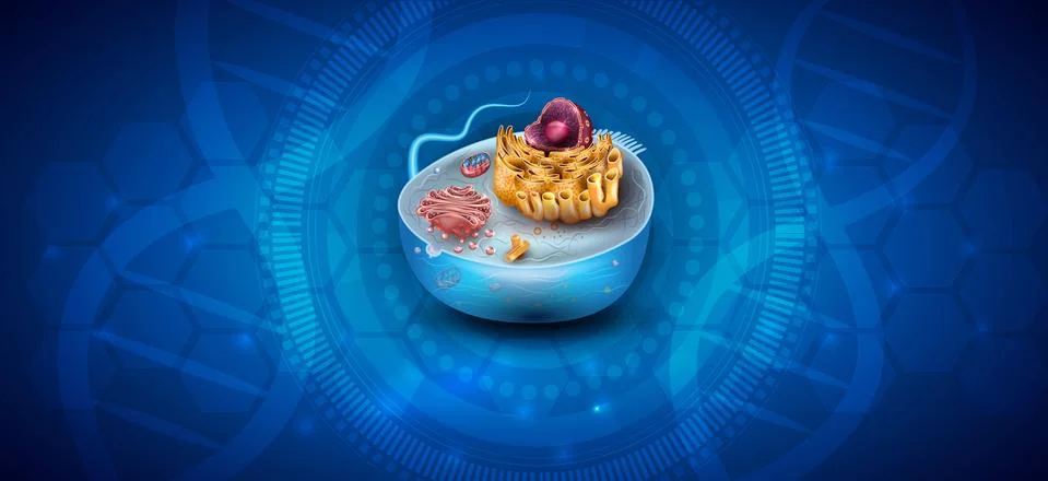 Cell structure Stock Illustration