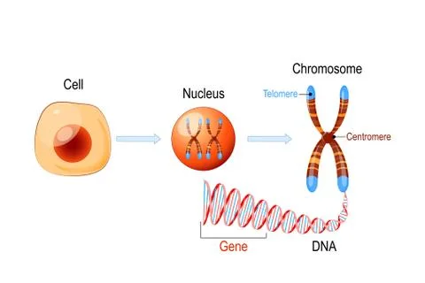 Cell Structure. Nucleus with chromosomes, DNA molecule, telomere and gene Stock Illustration
