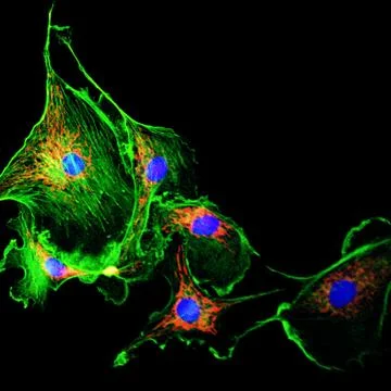 Cell structure Foto stock