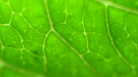 Cell Structure View of Leaf Surface Showing Plant Cells For Education. Leaf i Видео 139805908