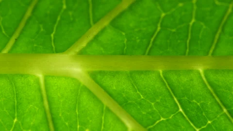 Cell Structure View of Leaf Surface Showing Plant Cells For Education. Leaf i Stock Footage 158888204