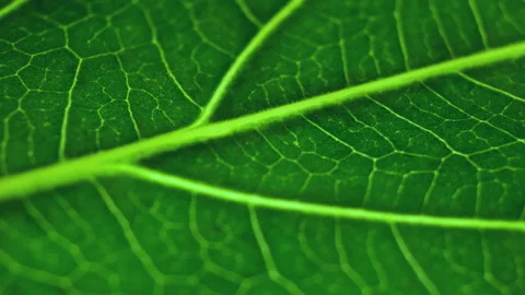 Cell Structure View of Leaf Surface. Leaf in Macro Shot Background. Bright Green Stock Footage 166771458