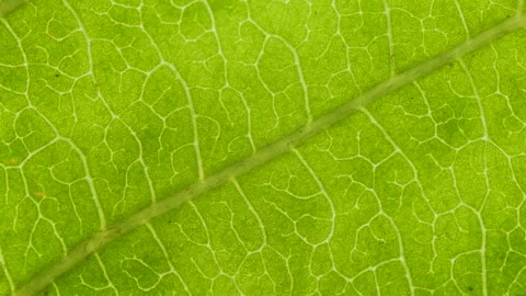 Cell Structure View of Leaf Surface Showing Plant Cells For Education. Green Stock Footage 276153874