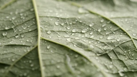 Cell structure view of leaf surface with water drops showing plant Cells Vidéo 284081506