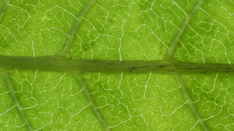 Cell Structure View of Leaf Surface Showing Plant Cells For Education. Gree.. Stock Footage 293063539