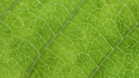 Cell Structure View of Leaf Surface Showing Plant Cells For Education. Gree.. Stock Footage 293063646