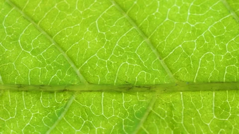 Cell Structure View of Leaf Surface Showing Plant Cells For Education. Gree.. Stock Footage 293066697