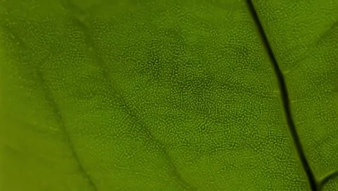 Cell Structure View of Leaf Surface Showing Plant Cells For Education Stock Footage 300014688